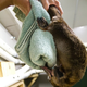 A platypus “envenomating” a defenseless towel. (Image: Christie Wilcox)